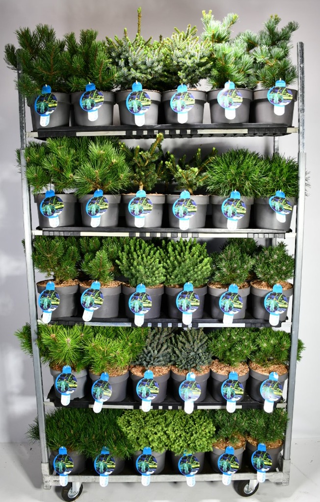 Picture of Conifers de luxe in varieties P23 (5 Ltr) 30/40CM