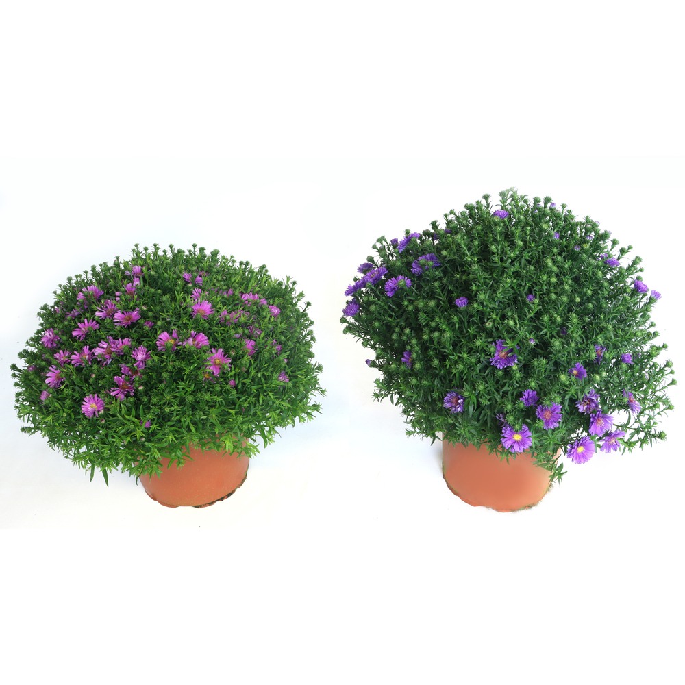 Obrazek Aster dumosus in varieties P23 (5 Ltr)