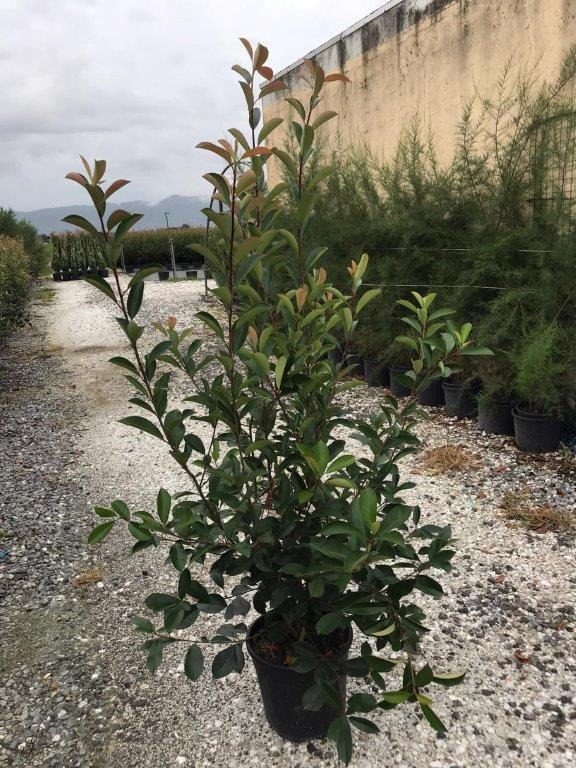 Picture of Photinia fraseri Red Robin C18 125/150