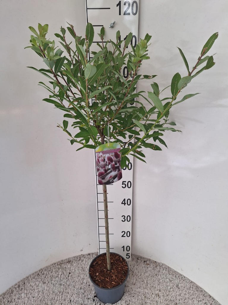 Picture of Salix gracilistyla Mount Aso P19 (3 Ltr) 60-STD