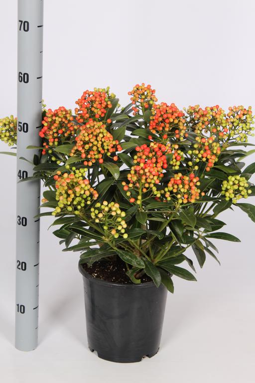 Picture of Skimmia japonica Pabella P23 (5 Ltr) 20/TRUSSES