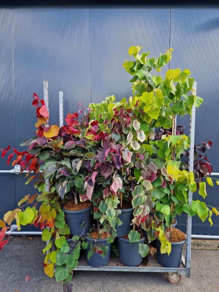 Picture of Trolley Deal 2024 Cercis canadensis in 4 varieties P32 (15 Ltr) F.O. (029)