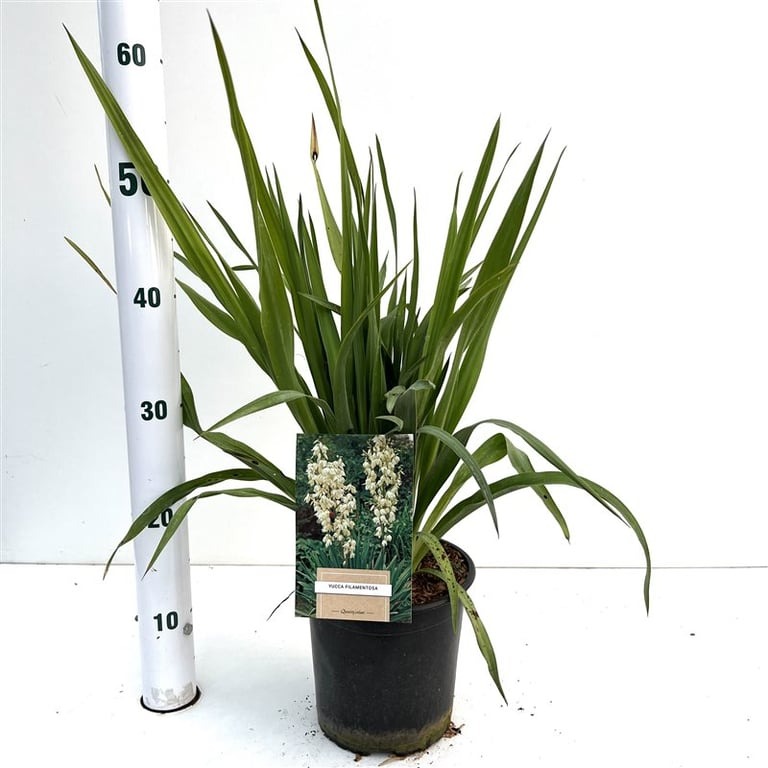 Picture of Yucca filamentosa P17 (2 Ltr)