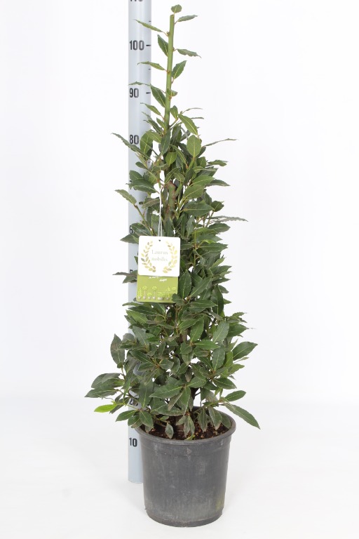 Picture of Laurus nobilis P22 Pyramids 100/cm incl pot