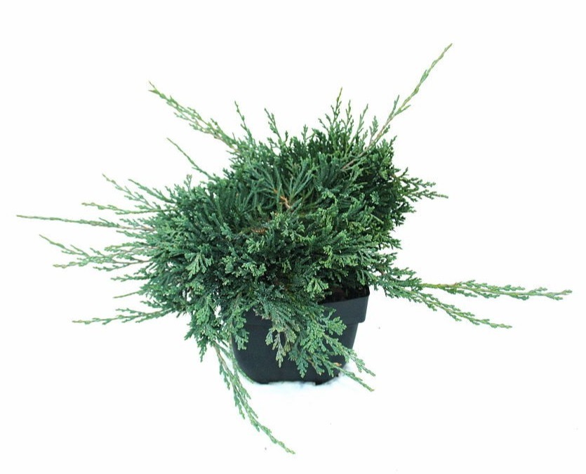 Picture of Juniperus hor. Wiltonii P17 (2 Ltr)