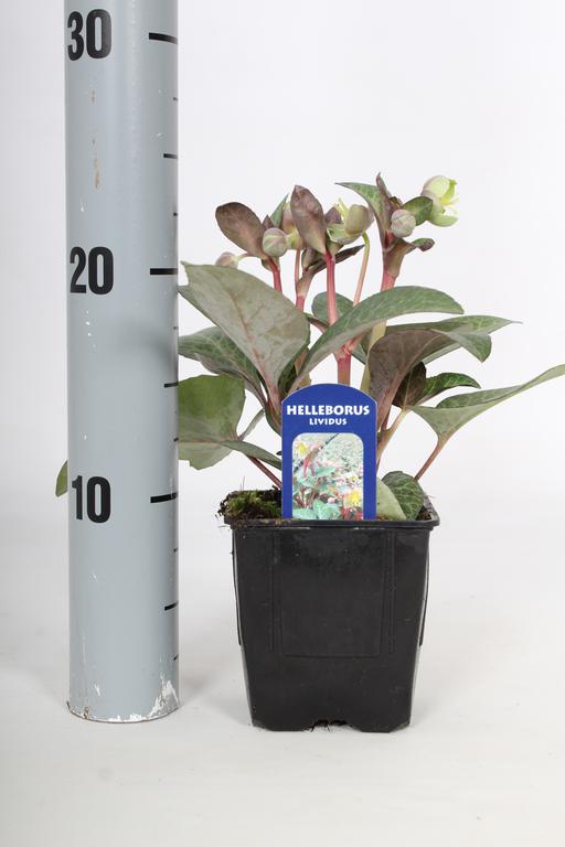 Picture of Helleborus lividus P9