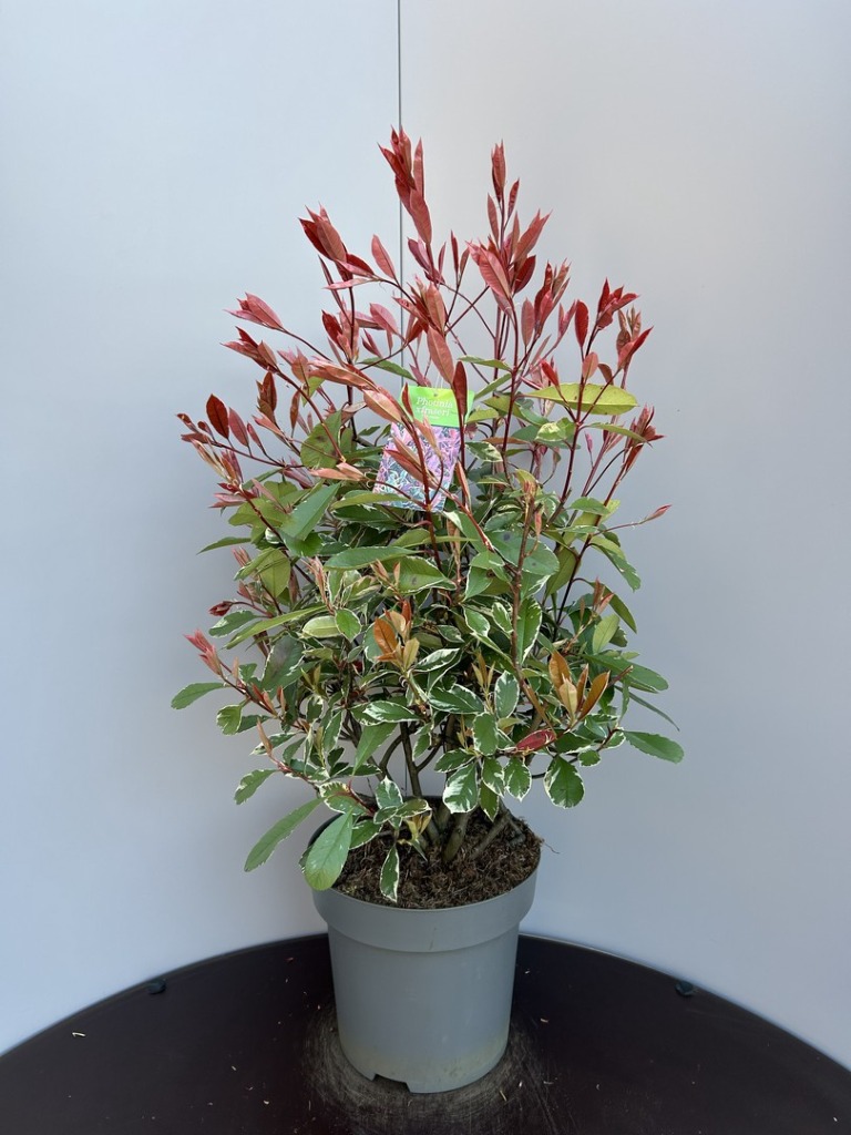 Photinia fras. Pink Marble