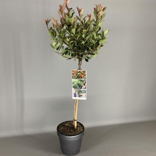 Picture of Photinia fraseri Chico P19 (3 Ltr) 50/STD