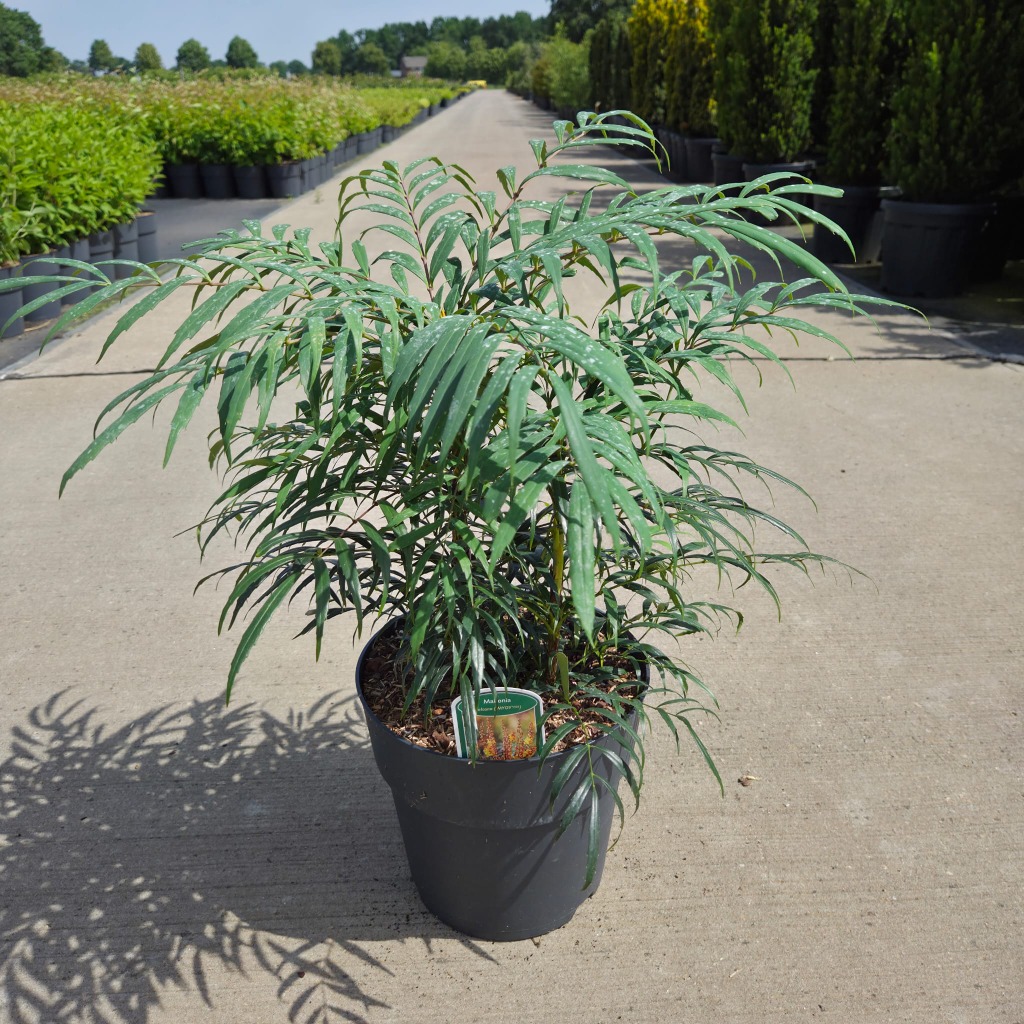 Mahonia eur. Volcano