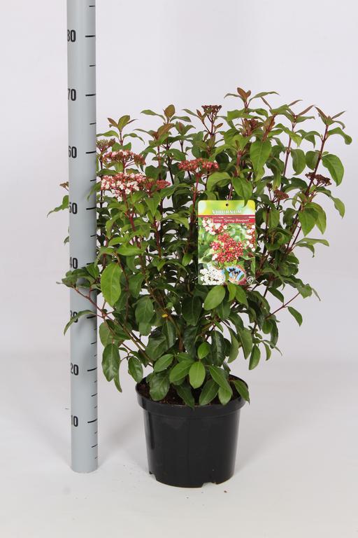 Picture of Viburnum tinus Spring Bouquet P21 (4 Ltr)