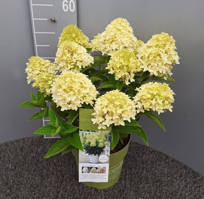 Hydrangea pan. Whitelight