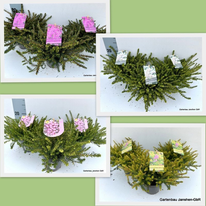 Picture of Trolley Deal 2025 Erica x darleyensis in varieties P11 plus Label A8