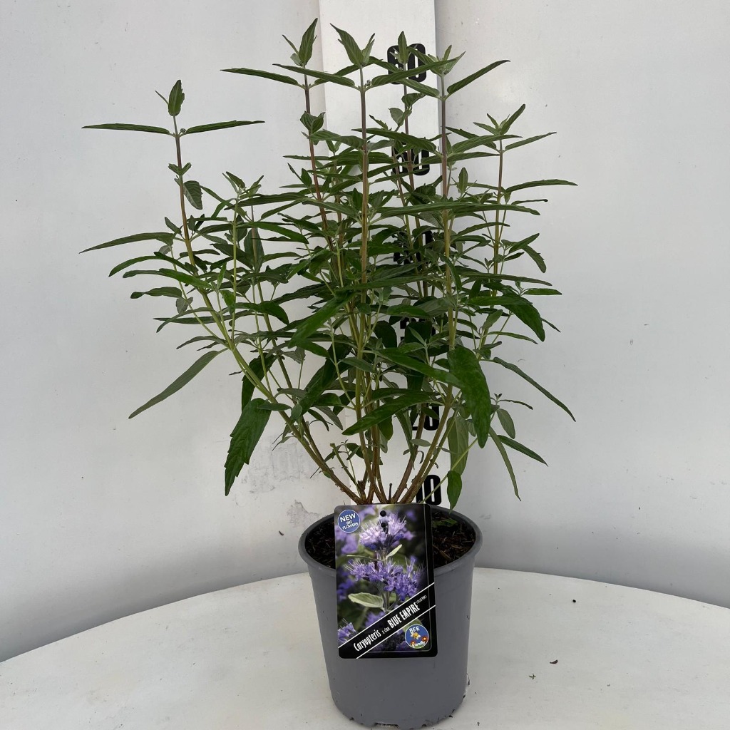 Picture of Caryopteris cland. Blue Empire P17-(2.5-LTR)