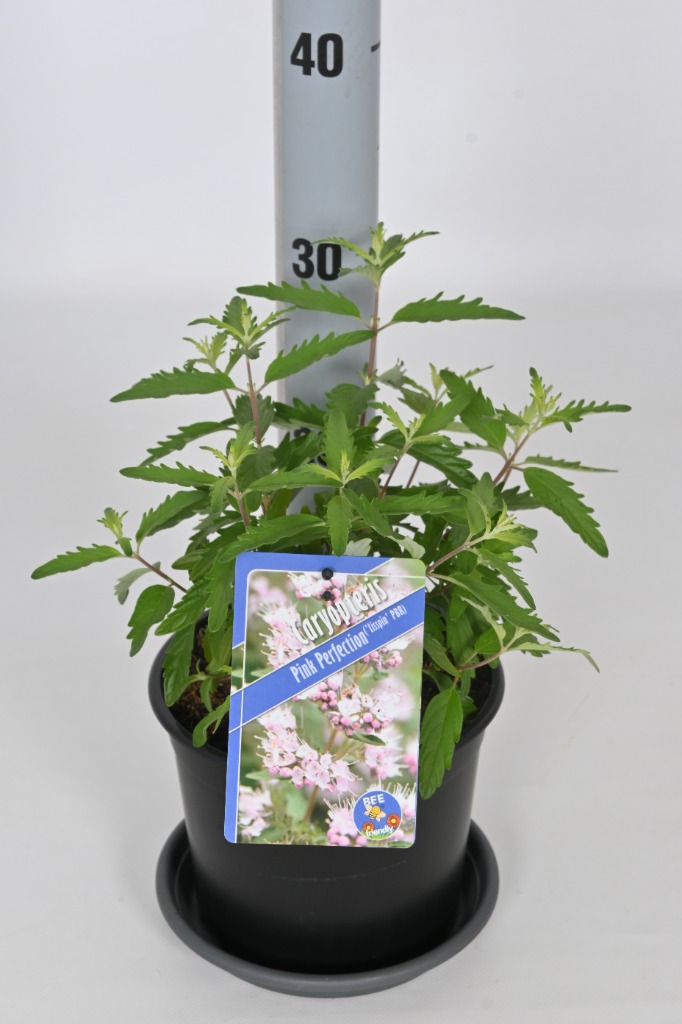 Picture of Caryopteris cland. Pink Perfection P17-(2.5-LTR)