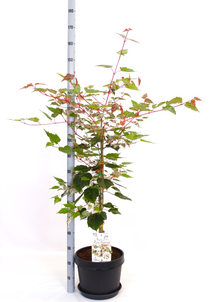 Billede af Acer conspicuum Red Flamingo P32 80/90