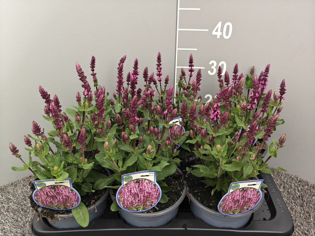 Salvia nem. Sensation Pink