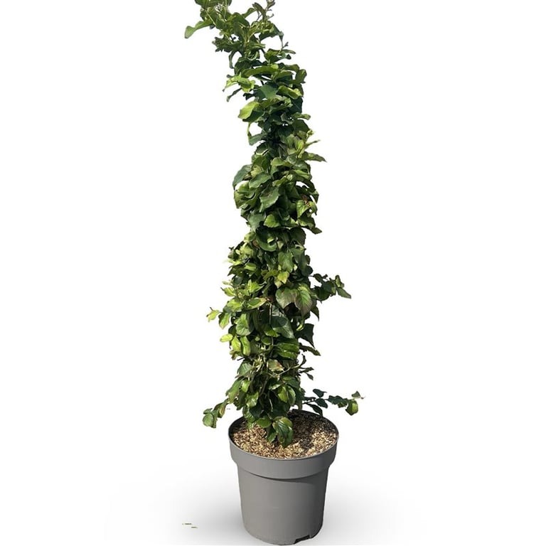 Picture of Parrotia persica P30 (12 Ltr) 80/100CM