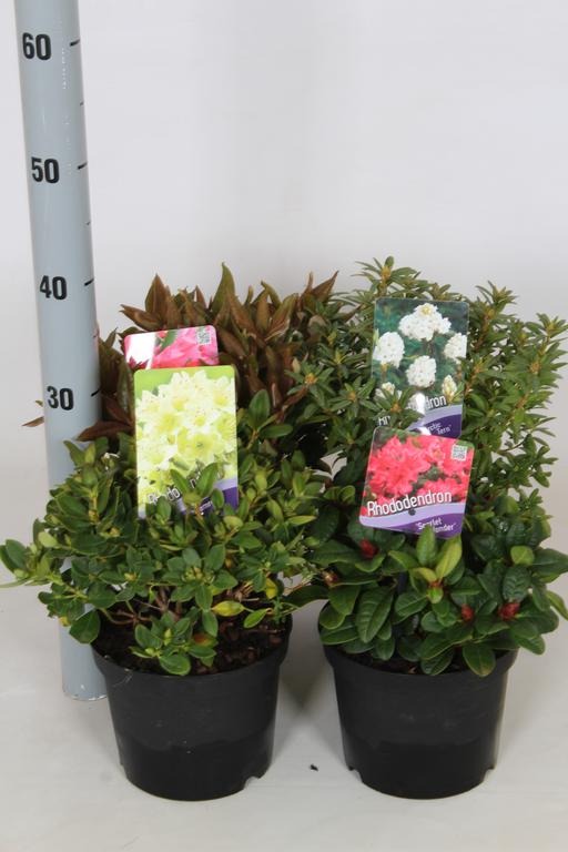 Picture of Trolley Deal 2024 Rhododendron Dwarf in varieties P17 (2 Ltr) F.O. (148)