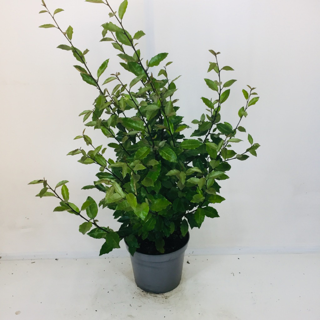 Picture of Elaeagnus ebbingei Compacta P30 (12 Ltr) 80/100CM