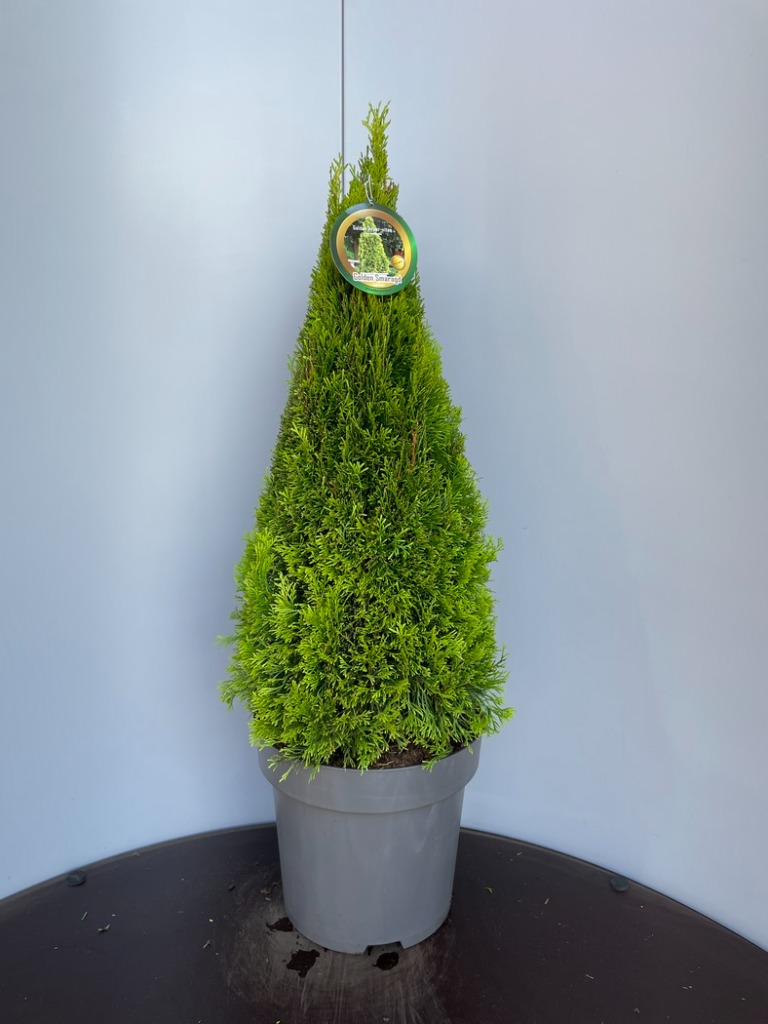 Picture of Thuja occ. Golden Smaragd P32 (15 Ltr) 70-80CM