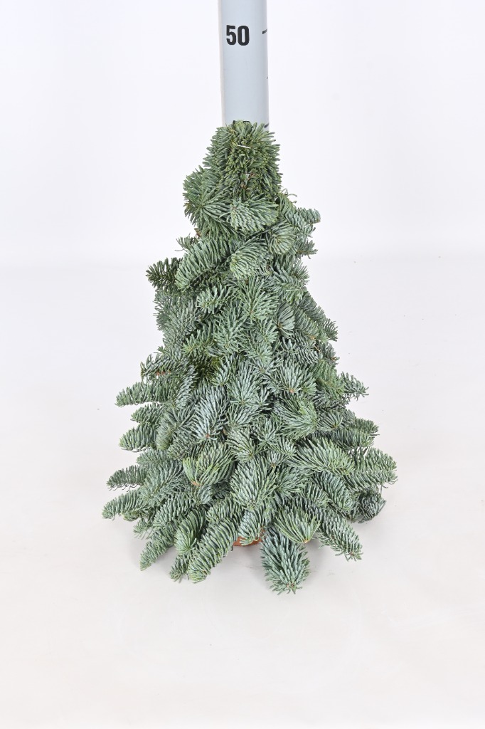 Picture of Abies nobilis mini Trees 40CM