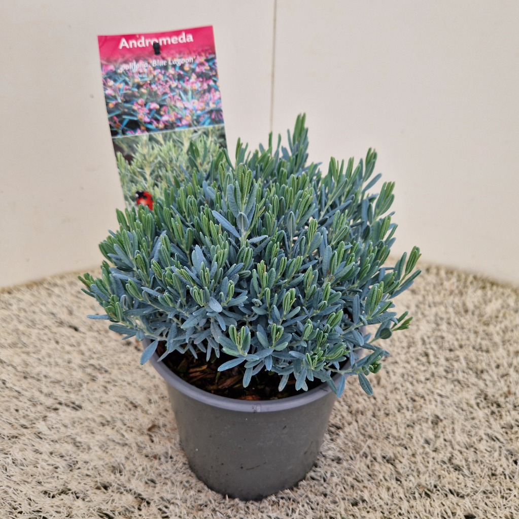 Andromeda pol. Blue Lagoon