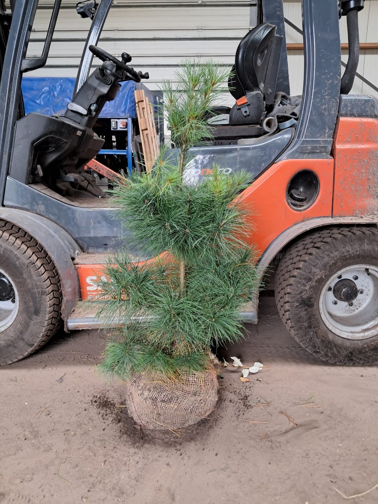 Picture of Pinus strobus ROOTBALL 100/120CM