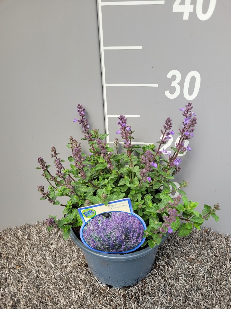 Picture of Nepeta faassenii Purrsian Blue P17 (2 Ltr)