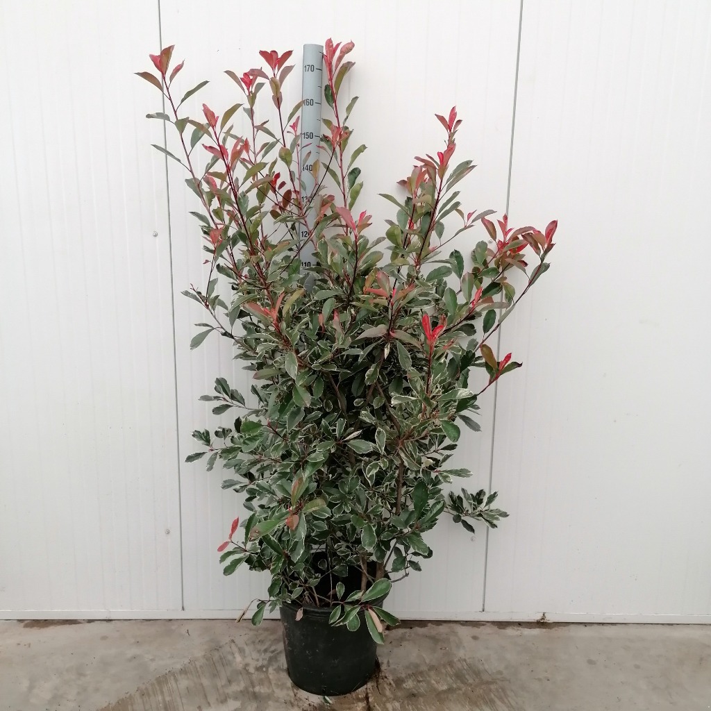 Picture of Photinia fras. Pink Marble P40-(30-LTR)