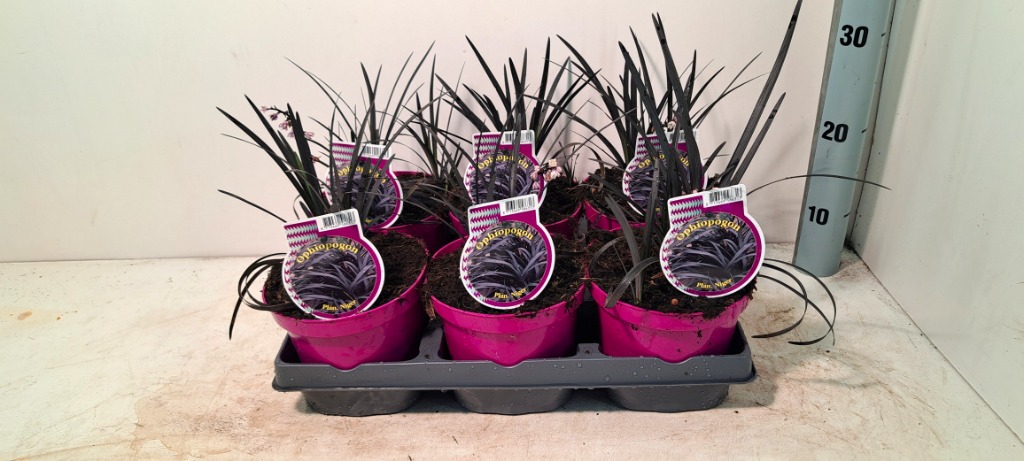 Picture of Ophiopogon planiscapus Niger P15