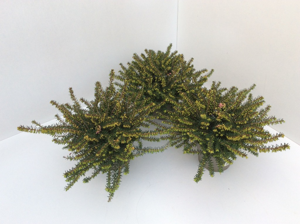 Picture of Erica darleyensis in varieties P11 20-CM