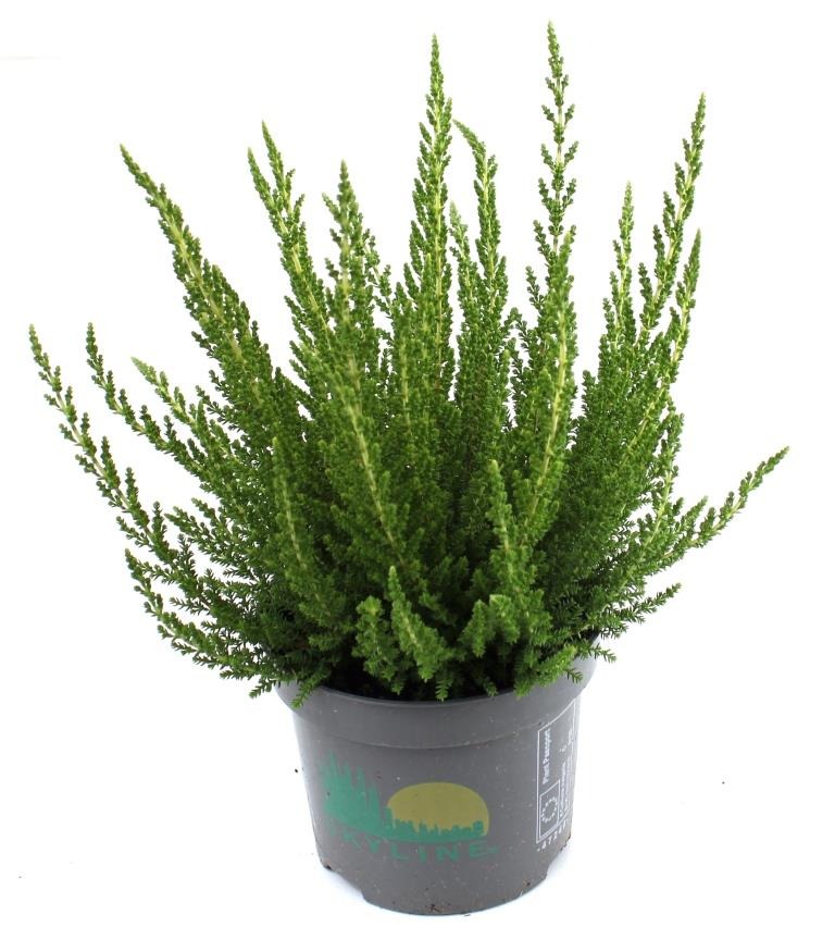 Picture of Calluna Beauty Ladies Skyline Verona (light green) P9.5 15-CM