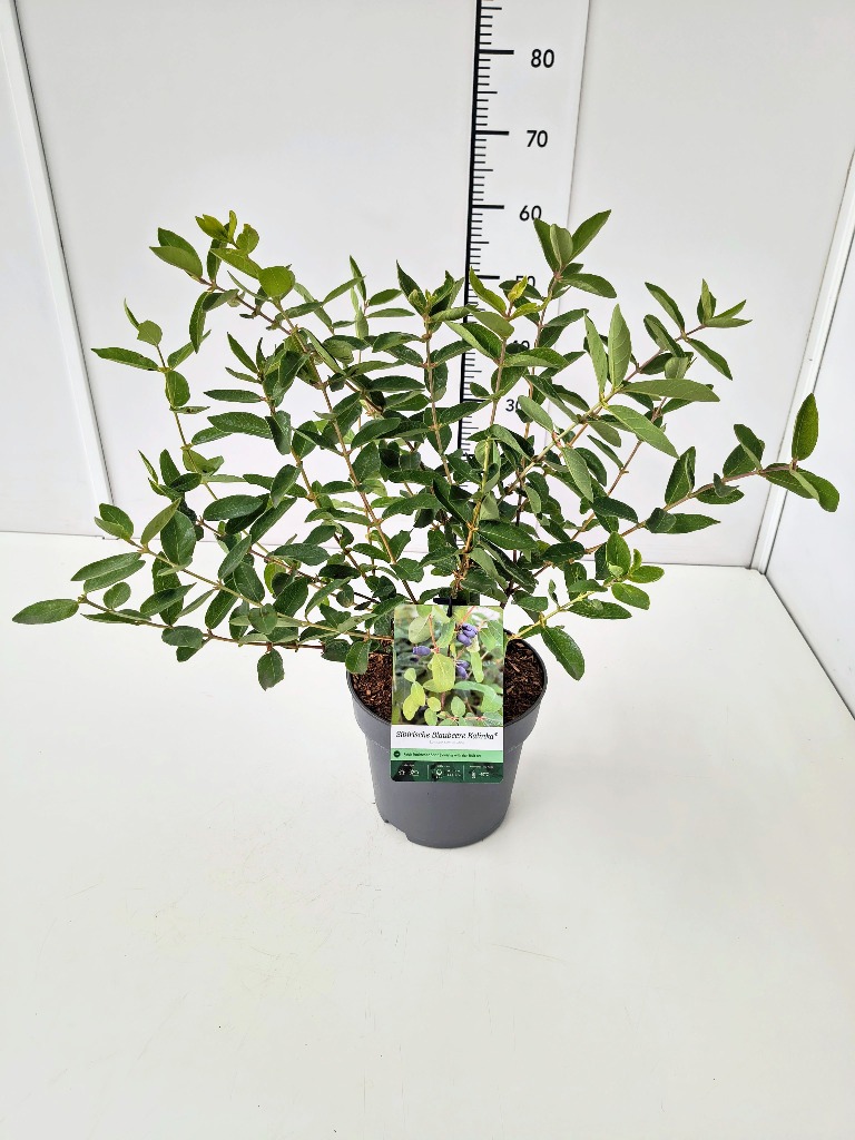 Picture of Lonicera kam. Kalinka P23 (5 Ltr)