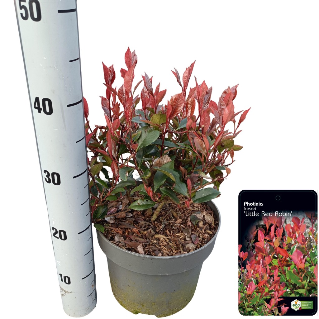Picture of Photinia fras. Little Red Robin P23 (5 Ltr)