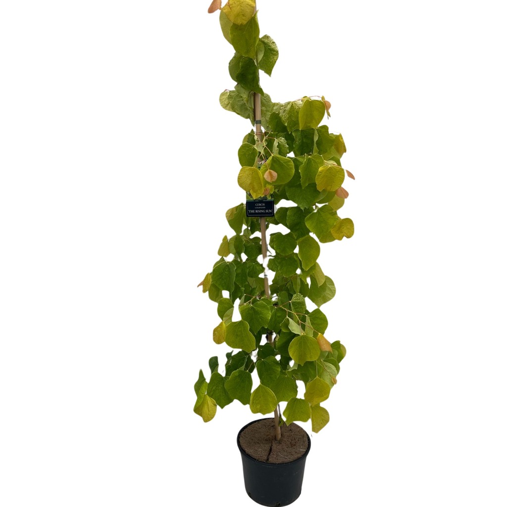 Picture of Cercis canadensis Rising Sun P29 (10 Ltr) 175/200