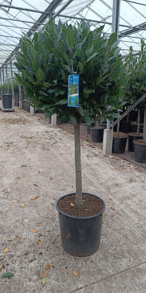 Laurus nobilis