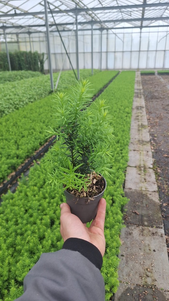 Taxus med. Hillii