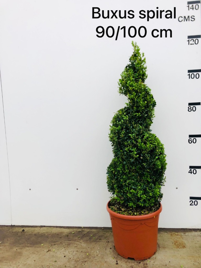 Picture of Buxus Sempervirens P30 (12 Ltr) 80/90-SPIRAL