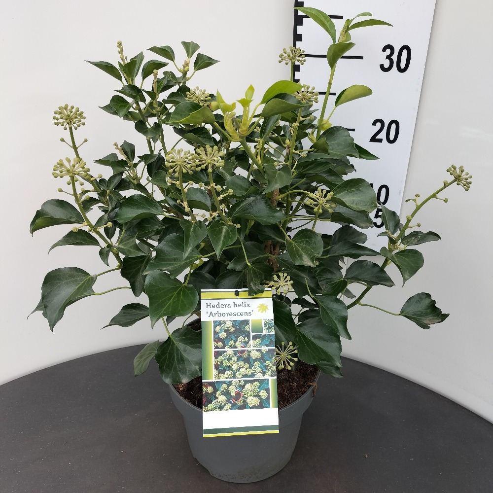 Picture of Hedera helix Arborescens P23 (5 Ltr) 30/40CM