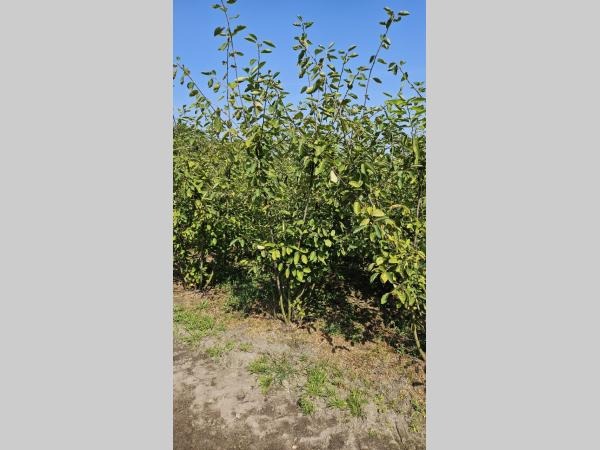 Picture of Amelanchier lamarckii ROOTBALL 125/150CM (LOOSE)