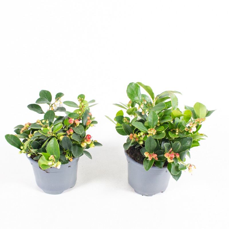 Picture of Gaultheria procumbens P9 15-CM