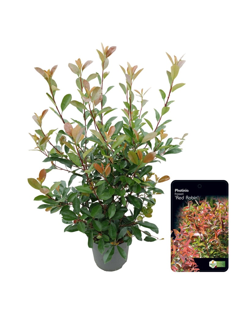 Picture of Photinia fras. Red Robin P32 (15 Ltr)