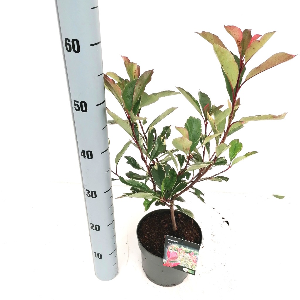 Picture of Photinia fras. Louise P17 (2 Ltr)