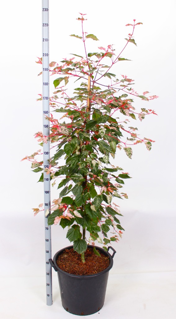 Picture of Acer conspicuum Red Flamingo P50 140/160