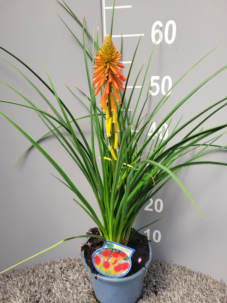 Picture of Kniphofia Papaya Popsicie P17 (2 Ltr)