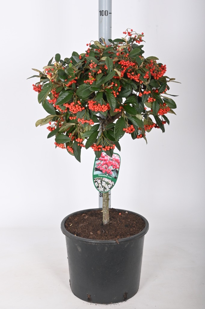 Picture of Cotoneaster lacteus P32 (15 Ltr) 40/STD