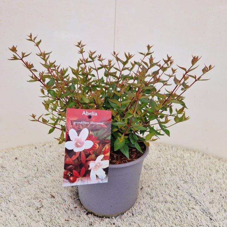 Picture of Abelia grandifl. Sherwood P19 (3 Ltr)