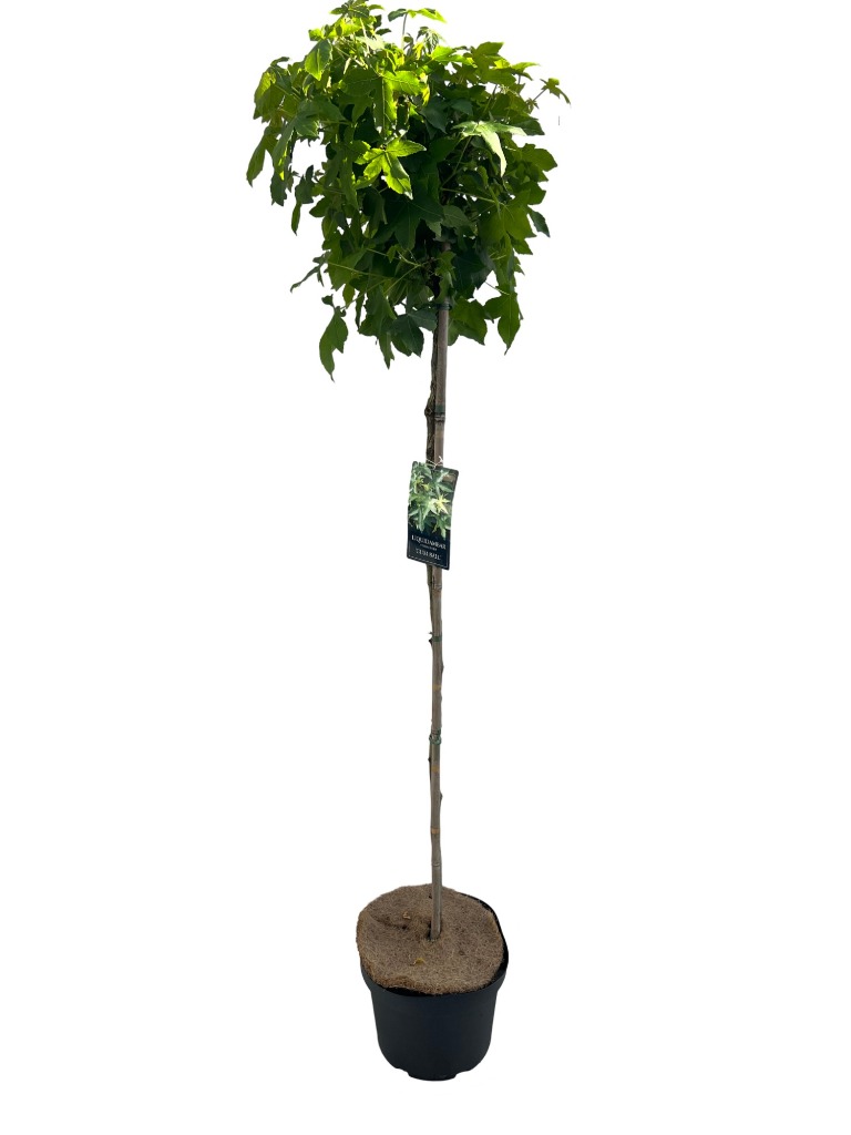 Picture of Liquidambar styr. Gum Ball P26 (7.5 Ltr) 120/STD