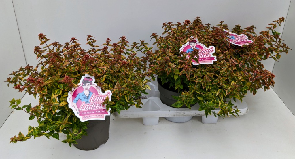 Picture of Abelia x grandiflora Lady Summerdream P19 (3 Ltr) 40-CM