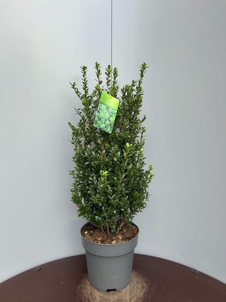 Ilex cr. Caroline Upright